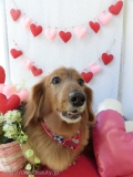 Dogsalon Ease(ɥå󥤡)