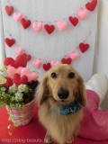 Dogsalon Ease(ɥå󥤡)