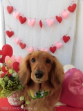 Dogsalon Ease(ɥå󥤡)