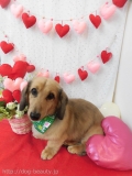 Dogsalon Ease(ɥå󥤡)