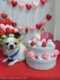 Dogsalon Ease(ɥå󥤡)