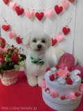 Dogsalon Ease(ɥå󥤡)