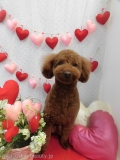 Dogsalon Ease(ɥå󥤡)