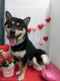 Dogsalon Ease(ɥå󥤡)