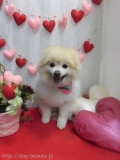 Dogsalon Ease(ɥå󥤡)