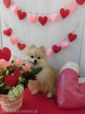 Dogsalon Ease(ɥå󥤡)