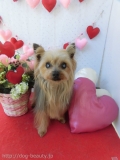 Dogsalon Ease(ɥå󥤡)
