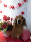Dogsalon Ease(ɥå󥤡)