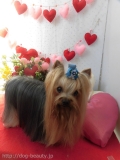 Dogsalon Ease(ɥå󥤡)