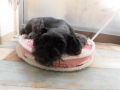 Dogsalon Ease(ɥå󥤡)