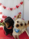 Dogsalon Ease(ɥå󥤡)