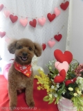Dogsalon Ease(ɥå󥤡)