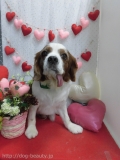 Dogsalon Ease(ɥå󥤡)