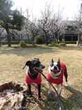 Dogsalon Ease(ɥå󥤡)