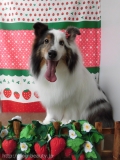 Dogsalon Ease(ɥå󥤡)