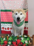 Dogsalon Ease(ɥå󥤡)
