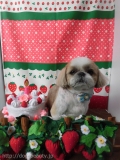 Dogsalon Ease(ɥå󥤡)
