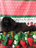 Dogsalon Ease(ɥå󥤡)