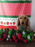 Dogsalon Ease(ɥå󥤡)