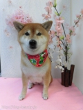 Dogsalon Ease(ɥå󥤡)