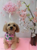 Dogsalon Ease(ɥå󥤡)