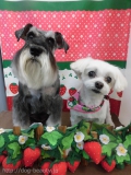 Dogsalon Ease(ɥå󥤡)