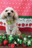 Dogsalon Ease(ɥå󥤡)