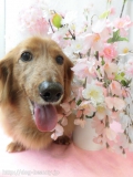 Dogsalon Ease(ɥå󥤡)