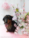 Dogsalon Ease(ɥå󥤡)