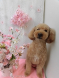 Dogsalon Ease(ɥå󥤡)