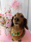 Dogsalon Ease(ɥå󥤡)