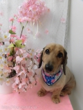 Dogsalon Ease(ɥå󥤡)