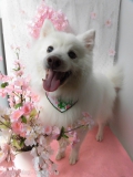 Dogsalon Ease(ɥå󥤡)