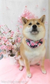 Dogsalon Ease(ɥå󥤡)