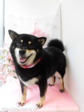 Dogsalon Ease(ɥå󥤡)