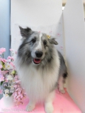 Dogsalon Ease(ɥå󥤡)
