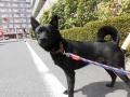 Dogsalon Ease(ɥå󥤡)