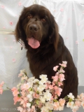 Dogsalon Ease(ɥå󥤡)