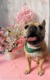Dogsalon Ease(ɥå󥤡)
