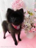 Dogsalon Ease(ɥå󥤡)