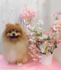 Dogsalon Ease(ɥå󥤡)
