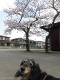 Dogsalon Ease(ɥå󥤡)