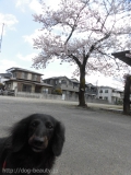 Dogsalon Ease(ɥå󥤡)