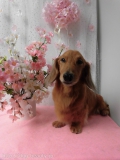 Dogsalon Ease(ɥå󥤡)