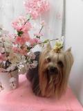 Dogsalon Ease(ɥå󥤡)