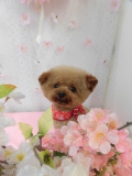 Dogsalon Ease(ɥå󥤡)