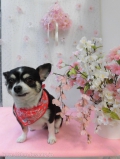 Dogsalon Ease(ɥå󥤡)