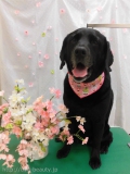 Dogsalon Ease(ɥå󥤡)
