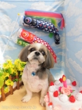 Dogsalon Ease(ɥå󥤡)