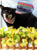 Dogsalon Ease(ɥå󥤡)